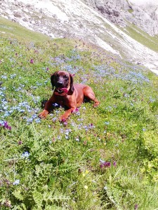 Perla di Qualar in montagna